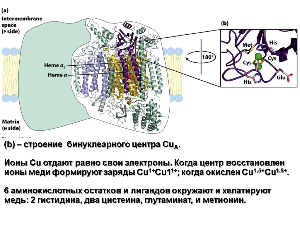 (b) – строение бинуклеарного центра CuA. Ионы Cu отдают равно свои электроны. Когда центр